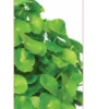 Centella Estratto Integrale 200ml