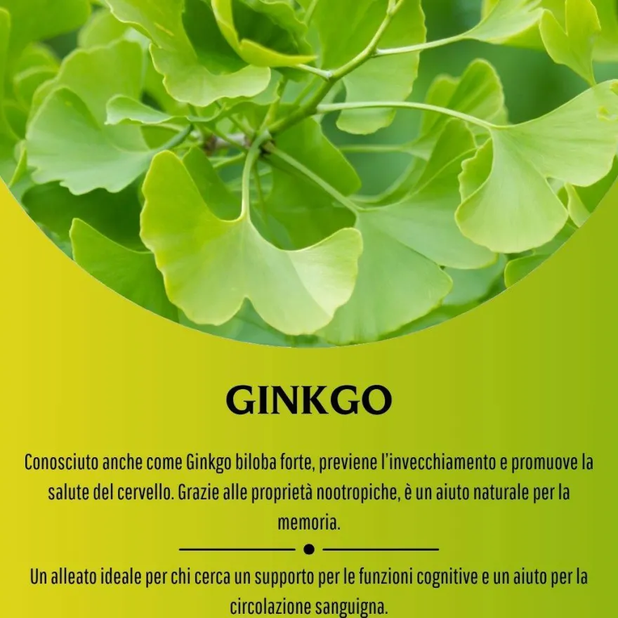 Erbex Ginkgo 380mg 100 Capsule