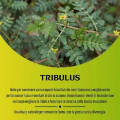 Erbex Tribulus 350mg 100 Capsule