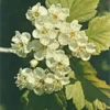 Herboplanet Crataegus Oxycantha Integratore Pressione Arteriosa 50ml