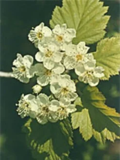 Herboplanet Crataegus Oxycantha Integratore Pressione Arteriosa 50ml