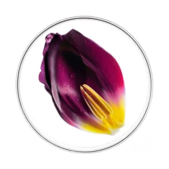 Phyto Phytocyane Trattamento Anticaduta 12 Fiale